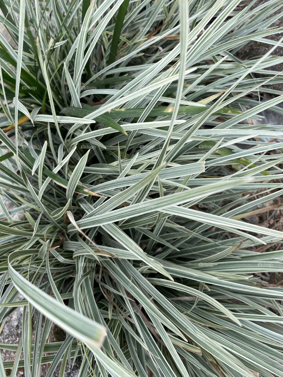 Decorative flowers plants 