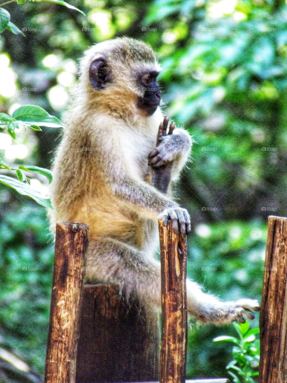 Monkey photo capturing their curious nature.