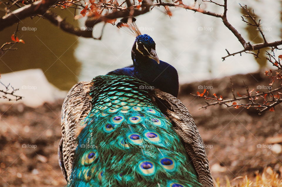 Peacock