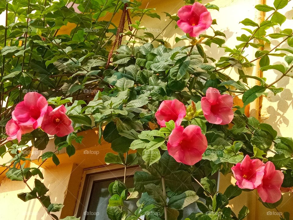 beautiful morning glory flowers🌸🌺🌻🌹🌷🌼💐