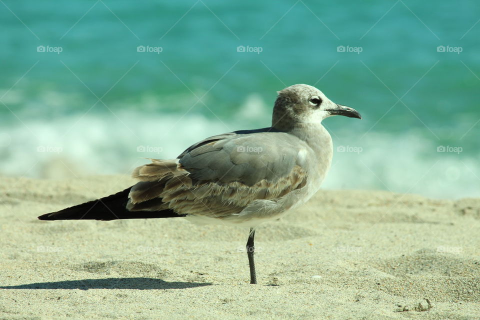 seagull 