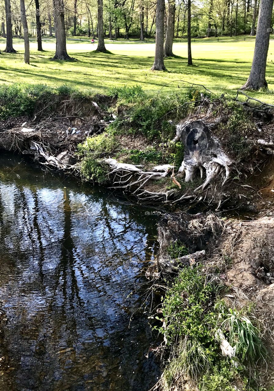 Trees reflection in the creek 