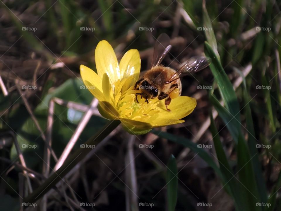 Macro photo of a bee sitting on a flower growing in the garden