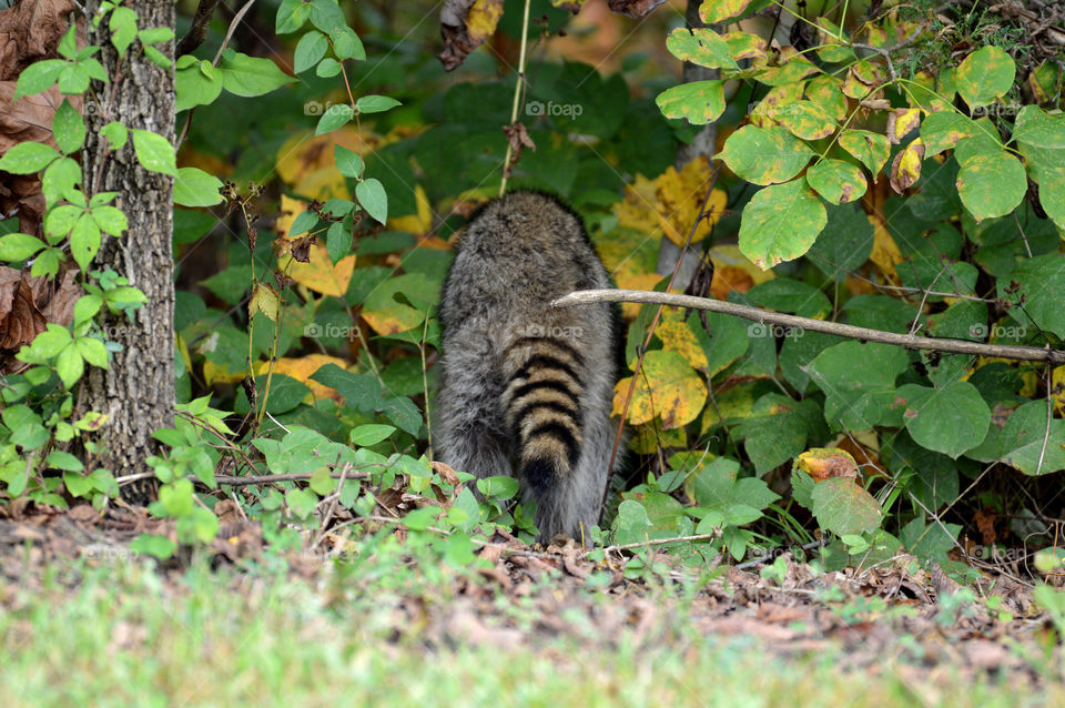 Raccoon tail