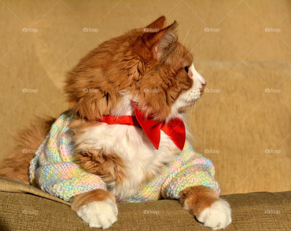 cat in red bow tie beautiful funny portrait