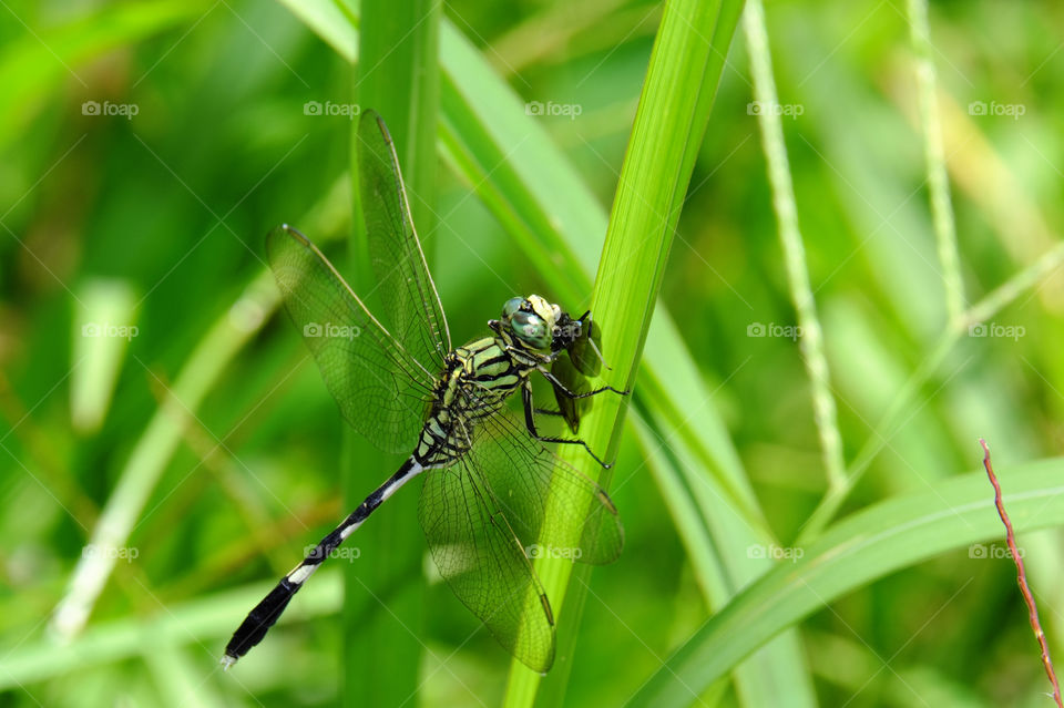 dragonfly lunch