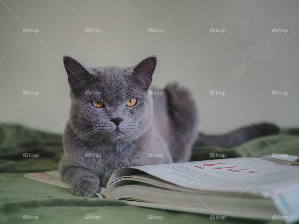 90 degree angle full body of beautiful male 7 months British shorthair blue gray cat with yellow green eyes lying down on his book and looking straight ahead and moody face