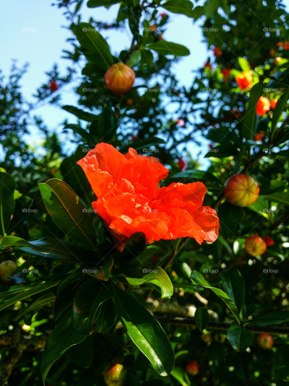 Fruitless Pomegranate Blossom