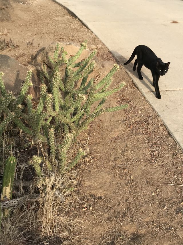 Black cat 