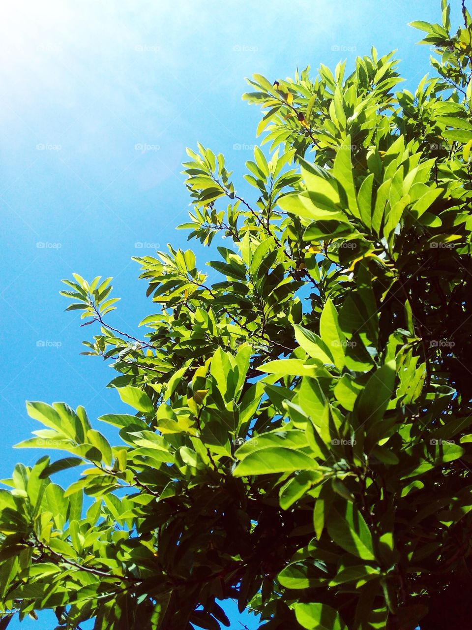 Green leaves against beautiful clear blue sky.