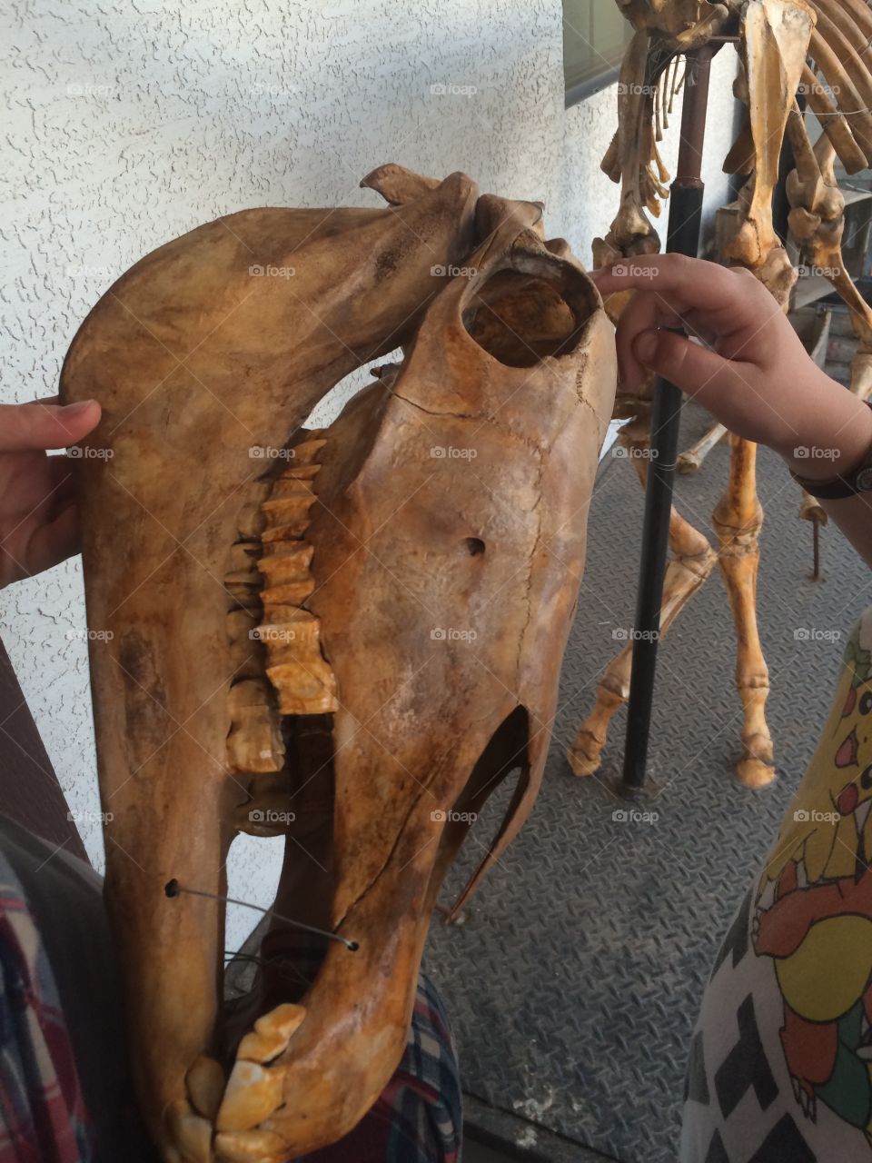 Horse skull