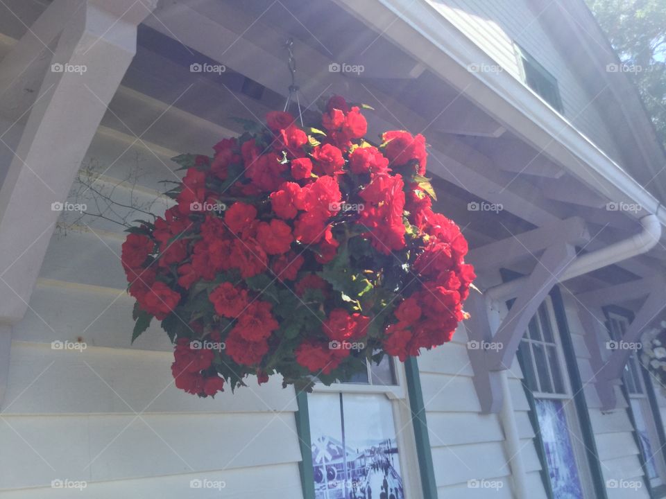 Hanging Basket Full of Red Flowers Hanging from a White Building 
