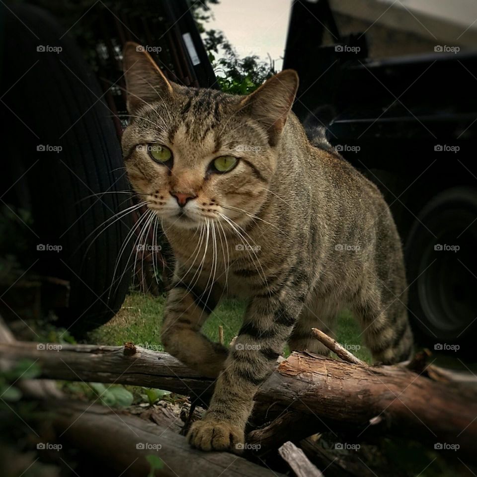 Tabby Cat from the Ground Up