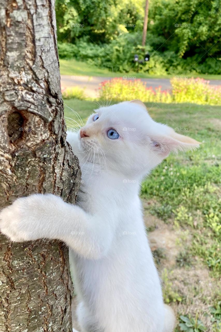 White kitten clinging to a tree