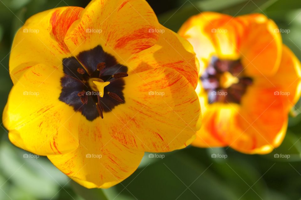Extreme close-up of tulip flowers