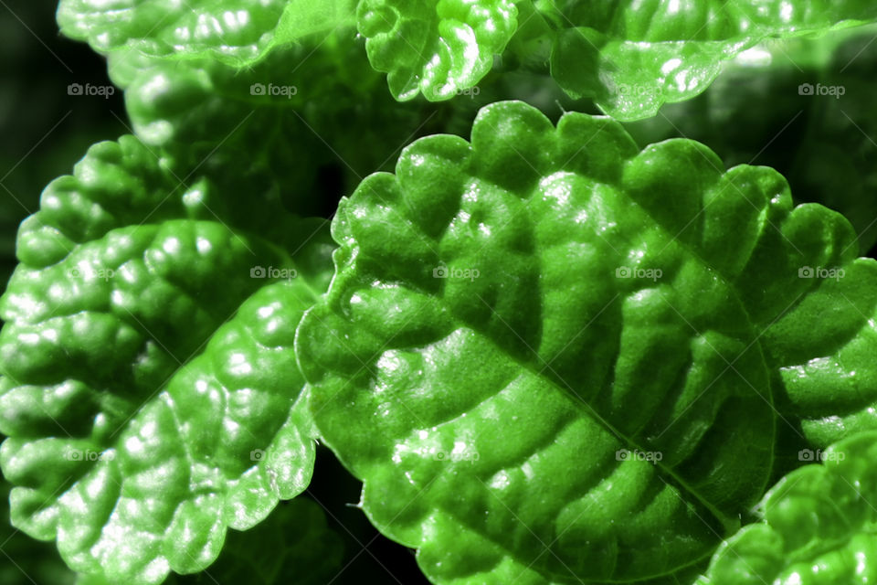 Wavy Textured Leaves During The Day