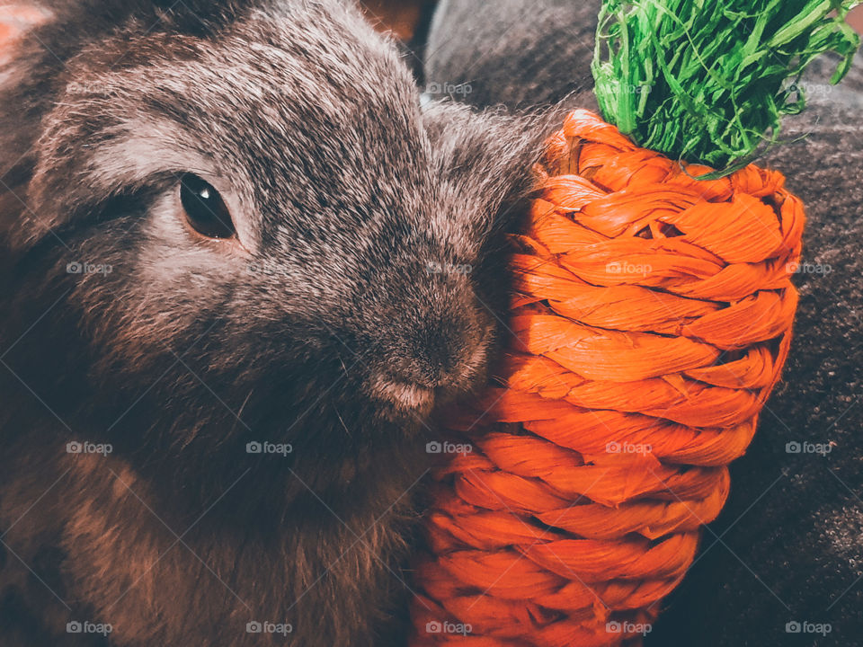Carrots king