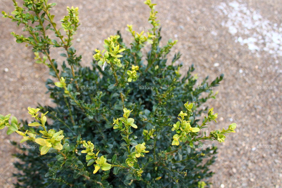 Close-up macro shot of green plant