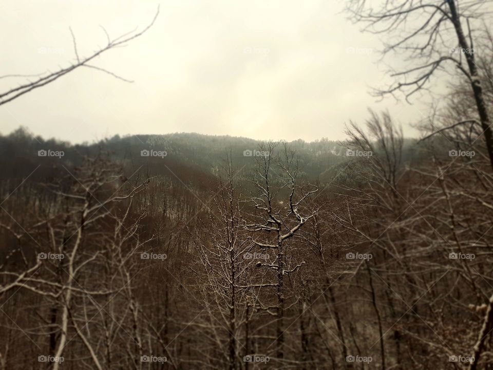 a view of the woods in the winter when there are no leafs on the branches, and the first snow is just beginning to bloom