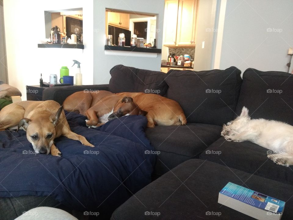 a pair of boxers and two other dogs