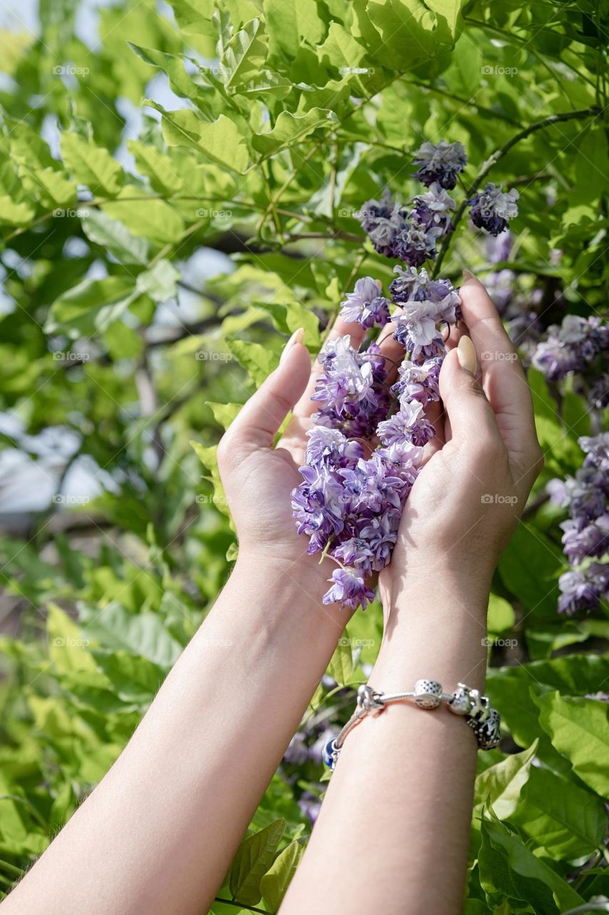 Glicinia flowers and hands