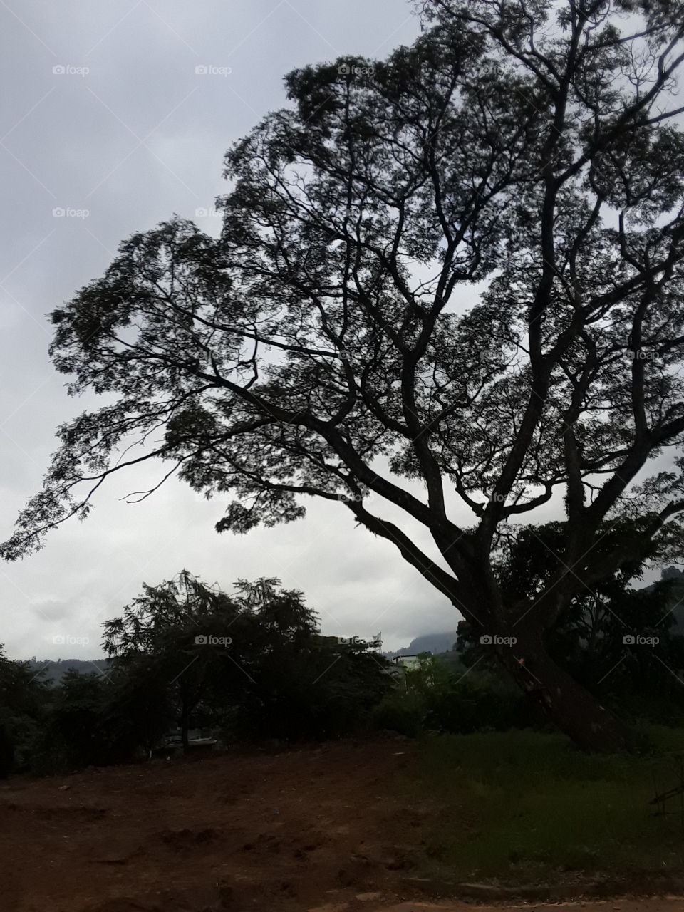 tree with a spreading crown. this is beautiful location in Sri Lanka. beautiful views of big attraction tree