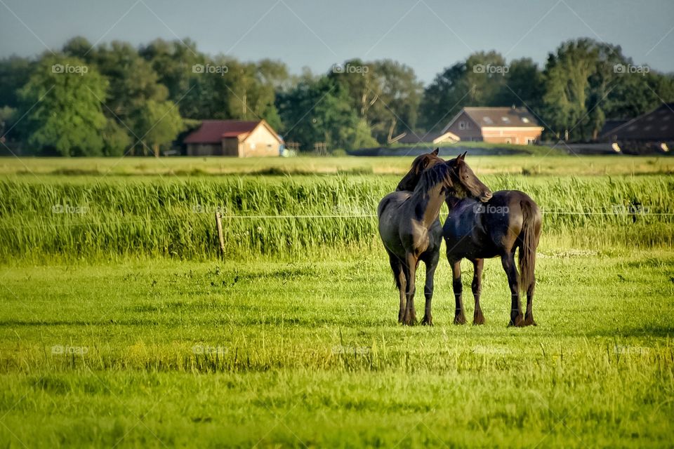 Friesians 