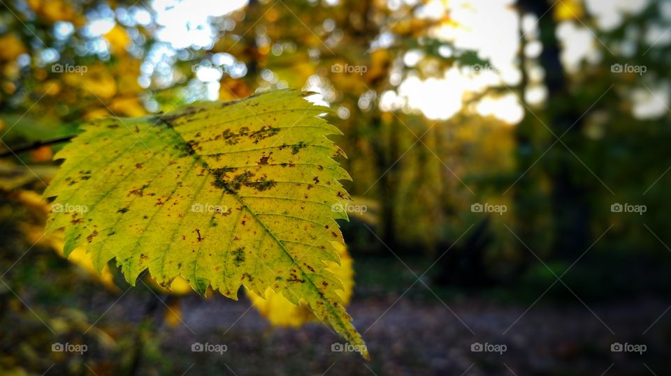 Leaf. autumn. park in Kyiv. Ukraine