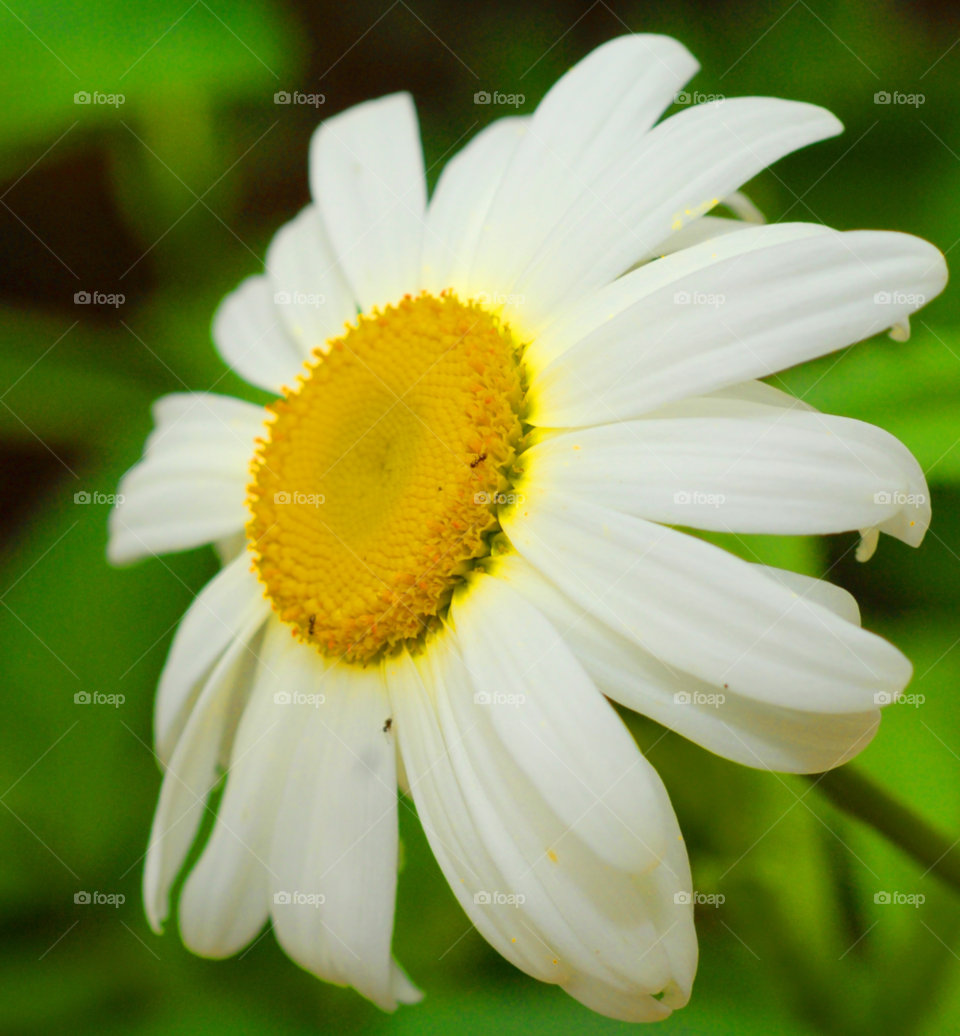 flower daisy white flower flower macro by lightanddrawing