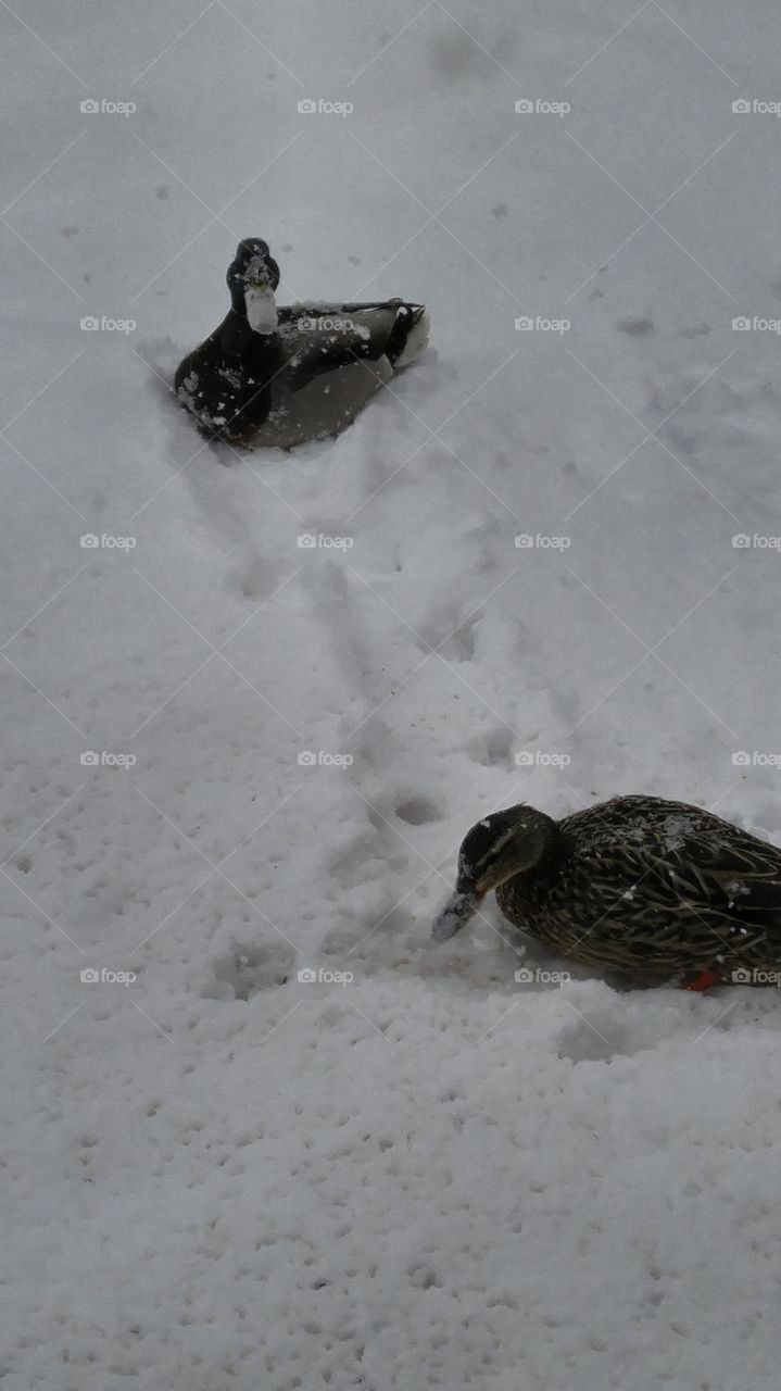 Ducks in the snow