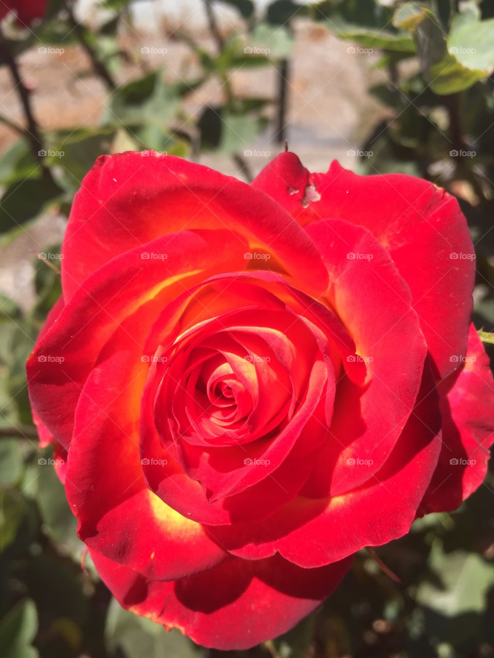 Beautiful rose 