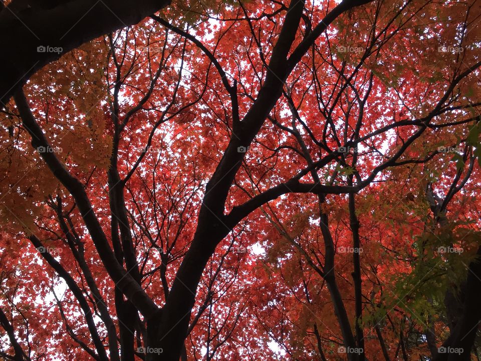 Red Maple