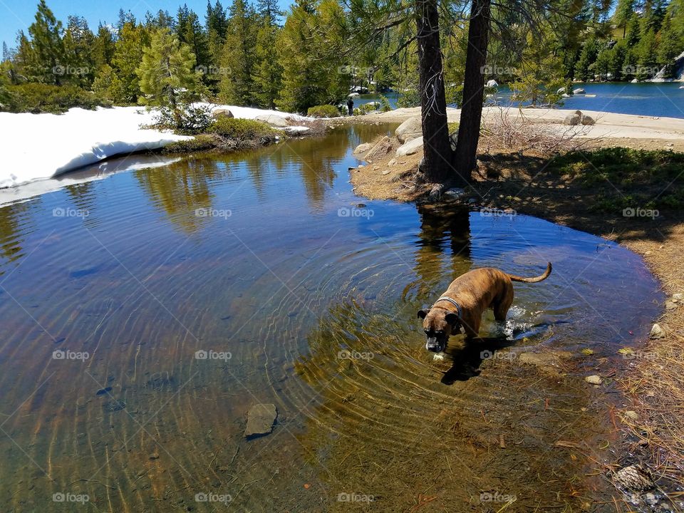 Loon lake,  Thor