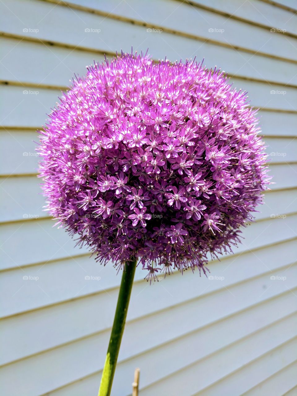 allium