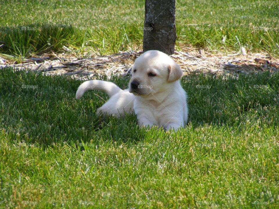 Purebred Labrador retriever puppy underneath a tree.