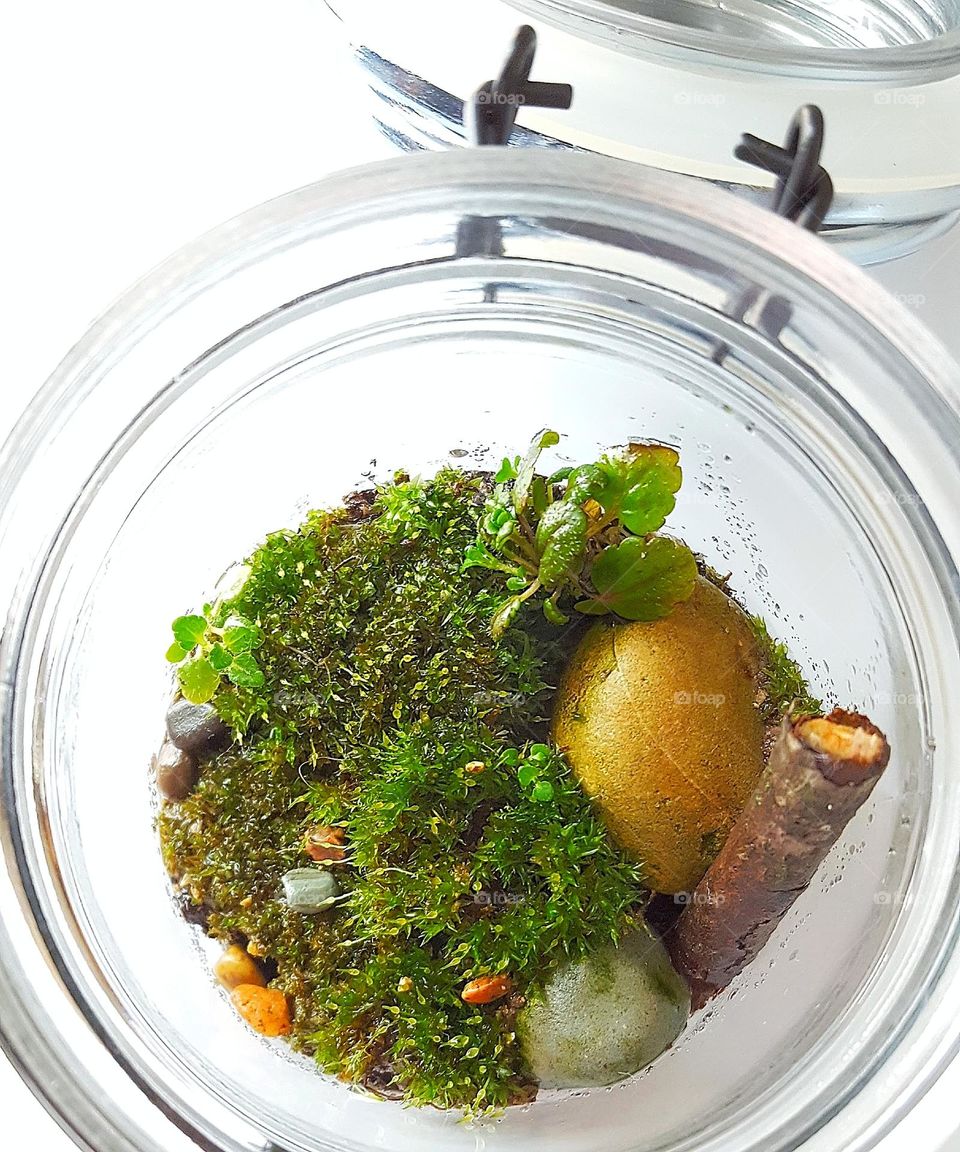 Small Lush Green Moss Terrarium in a hinged lid jar containing tiny plants, stones, gravel, and a single twig
