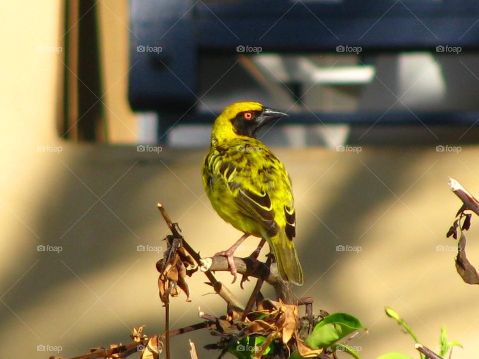 Yellow bird