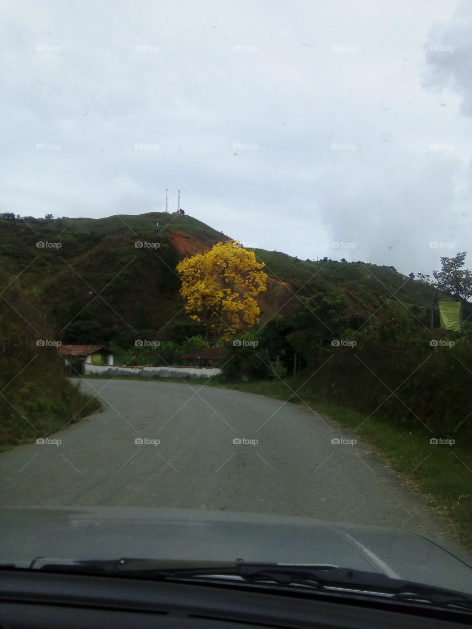 arbol amarillo al lado del camino wntre montañas