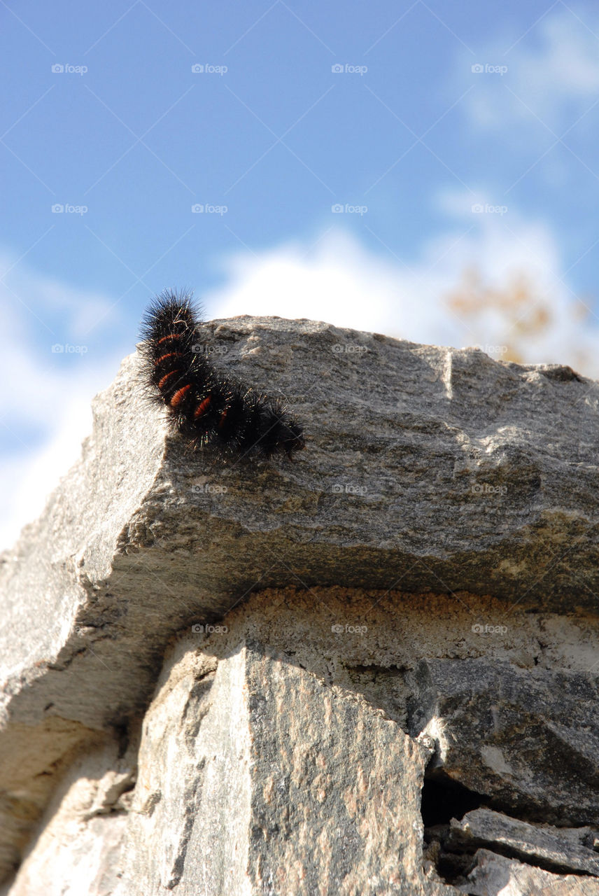 outdoors wall insect bug by refocusphoto