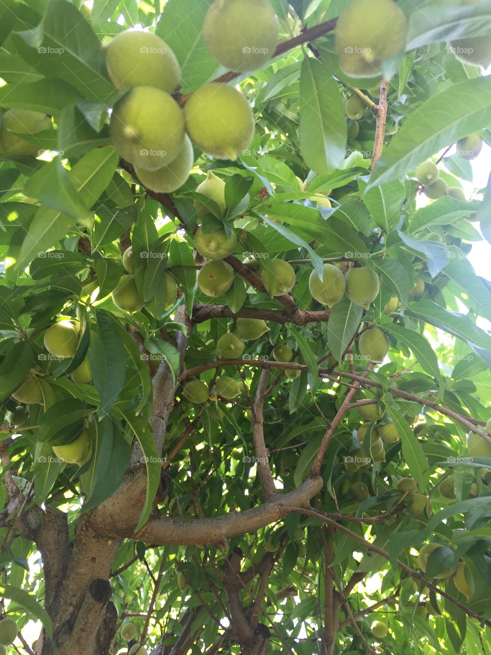 Fruit tree 