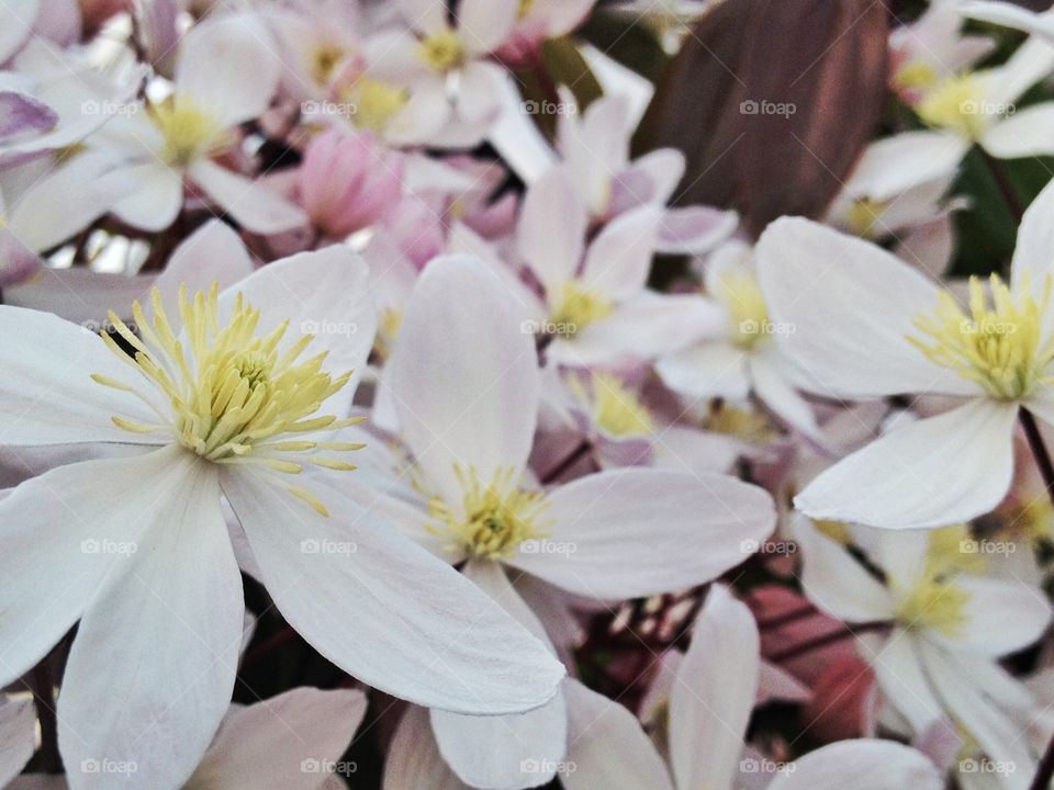 A lot of flowers. A lot of white flowers in spring