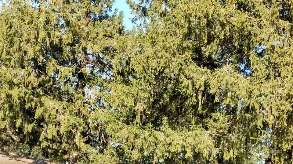 Tree, Nature, Landscape, Wood, Flora