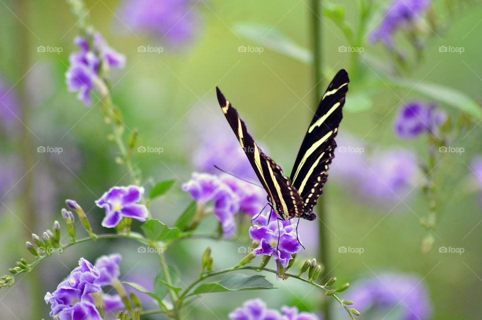 Zebra Butterfly