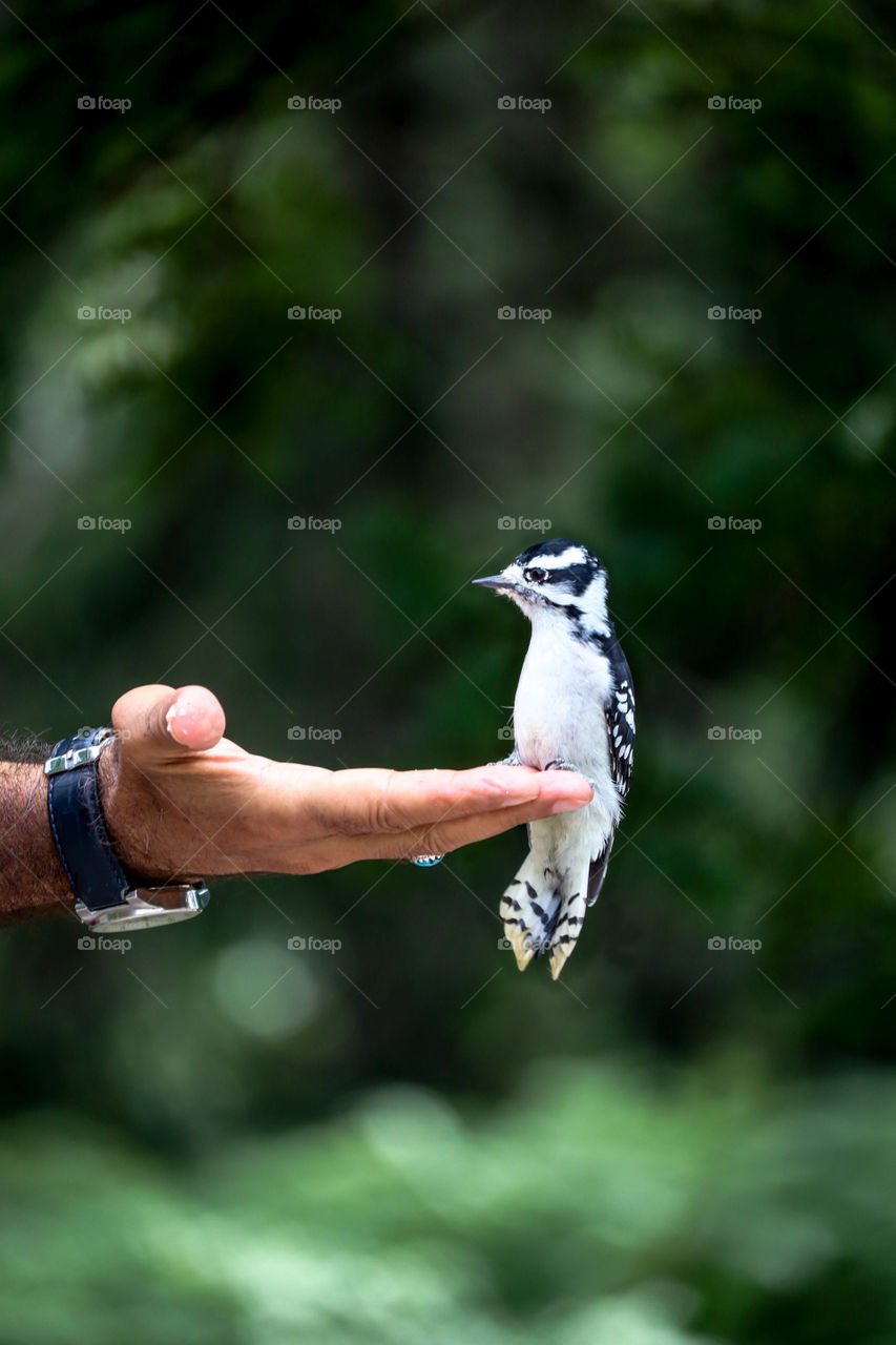 Downy woodpecker is sitting on a man's palm