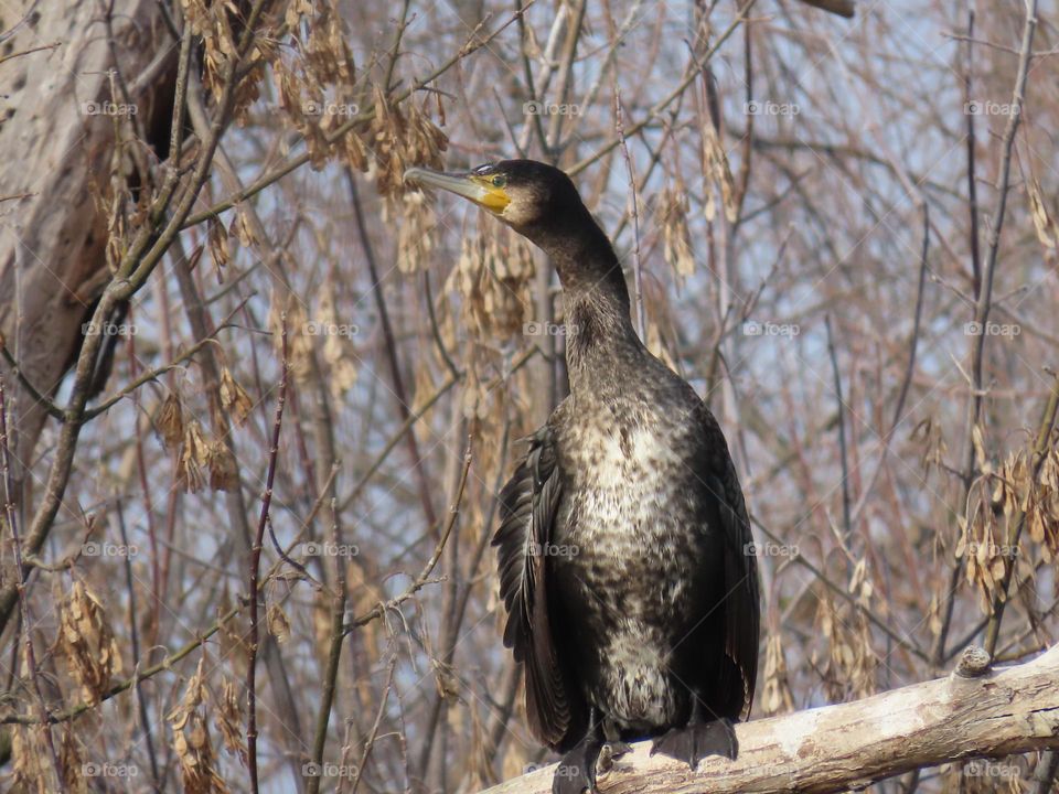 Great Cormorant on a Tree