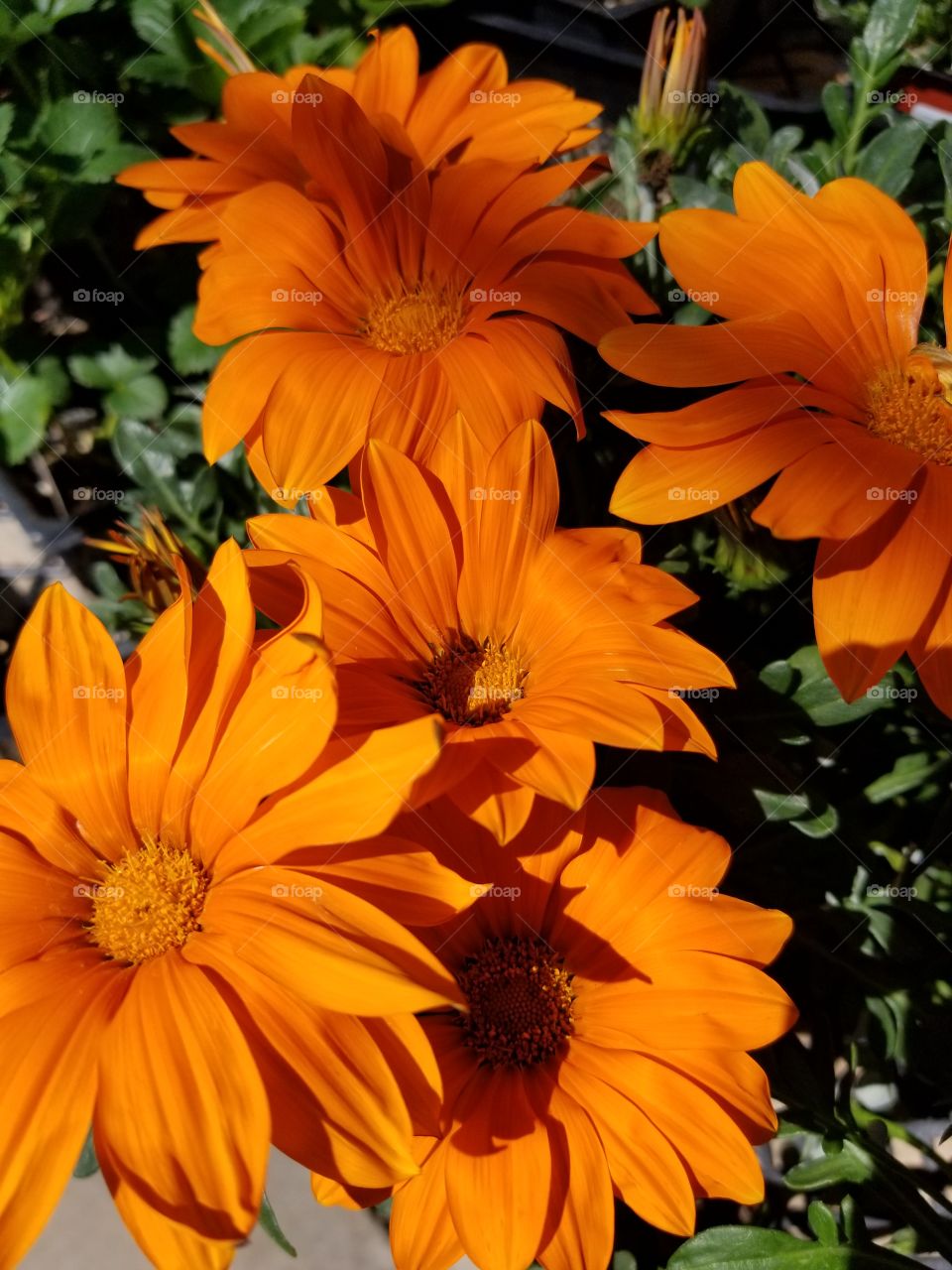 Orange flowers