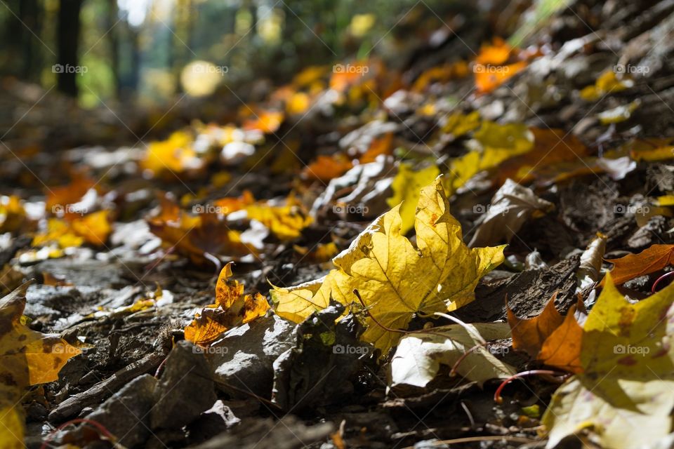 Leaves fall in the forest during autumn