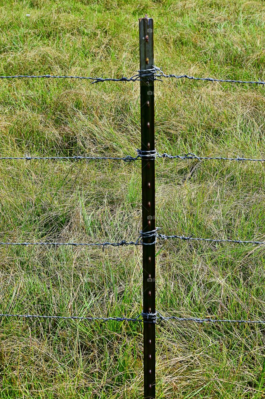 Metal barbed wire fence 