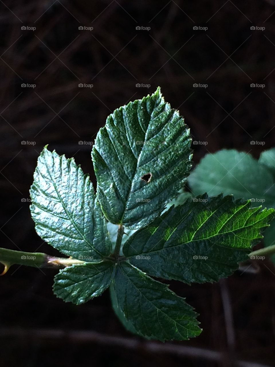 Shiny leaf