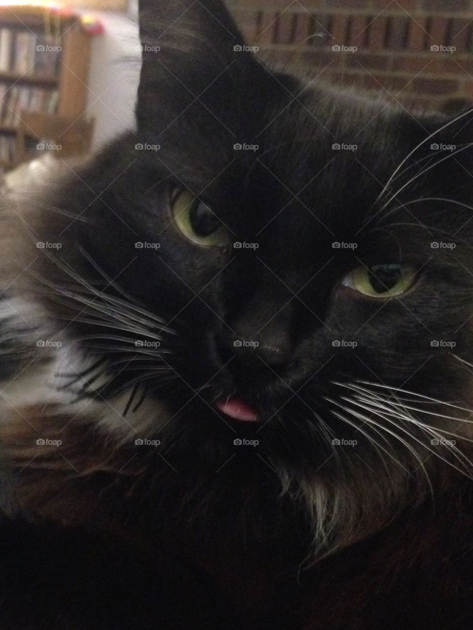 Happy cat. Cat sticking out his tongue